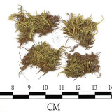 中文名:(B00009579)學名:Brachythecium kamounense (Broth.) Par. (B00009579)