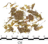 中文名:(B00009580)學名:Brachythecium microangium C. Muell (B00009580)