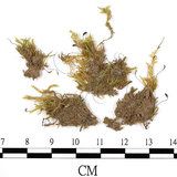 中文名:(B00009581)學名:Brachythecium microangium C. Muell (B00009581)