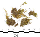 中文名:(B00009581)學名:Brachythecium microangium C. Muell (B00009581)