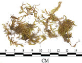 中文名:(B00009583)學名:Brachythecium micropus B.S.G. (B00009583)