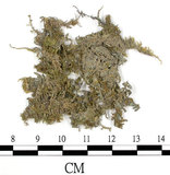 中文名:(B00009587)學名:Brachythecium plumosum (Hedw.) B.S.G. var. concavifolium (Sak.) Tak.(B00009587)