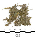 中文名:(B00009587)學名:Brachythecium plumosum (Hedw.) B.S.G. var. concavifolium (Sak.) Tak.(B00009587)