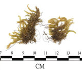 中文名:(B00009588)學名:Brachythecium plumosum (Hedw.) B. S. G. var. minutum Tak.(B00009588)