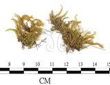 中文名:(B00009588)學名:Brachythecium plumosum (Hedw.) B. S. G. var. minutum Tak.(B00009588)