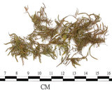 中文名:(B00009589)學名:Brachythecium populeum (Hedw.) B.S.G. var. robusticostum(B00009589)