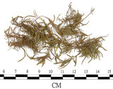 中文名:(B00009589)學名:Brachythecium populeum (Hedw.) B.S.G. var. robusticostum(B00009589)