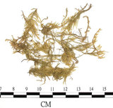 中文名:(B00009591)學名:Brachythecium procumbens (Mitt.) Jaeq. (B00009591)