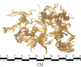 中文名:卵葉青蘚(B00009592)學名:Brachythecium rutabulum (Hedw.) B.S.G. (B00009592)