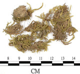 中文名:褶葉青蘚(B00009594)學名:Brachythecium salebrosum (Web.& Mohr.) B.S.G.(B00009594)