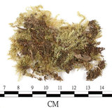 中文名:羽枝青蘚(B00011956)學名:Brachythecium plumosum (Hedw.) B. S. G.(B00011956)