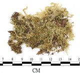 中文名:羽枝青蘚(B00011956)學名:Brachythecium plumosum (Hedw.) B. S. G.(B00011956)