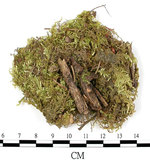 中文名:卵葉青蘚(B00011960)學名:Brachythecium rutabulum (Hedw.) B.S.G. (B00011960)