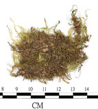 中文名:石地青蘚(B00013423)學名:Brachythecium glarecosum (Spruc.) B.S.G. (B00013423)