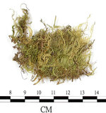 中文名:石地青蘚(B00013423)學名:Brachythecium glarecosum (Spruc.) B.S.G. (B00013423)