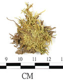 中文名:羽枝青蘚(B00013425)學名:Brachythecium plumosum (Hedw.) B. S. G.(B00013425)