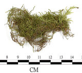 中文名:卵葉青蘚(B00013430)學名:Brachythecium rutabulum (Hedw.) B.S.G. (B00013430)