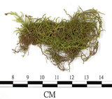 中文名:卵葉青蘚(B00013430)學名:Brachythecium rutabulum (Hedw.) B.S.G. (B00013430)