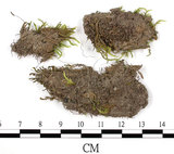 中文名:羽枝青蘚(B00016342)學名:Brachythecium plumosum (Hedw.) B. S. G.(B00016342)