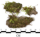 中文名:羽枝青蘚(B00016342)學名:Brachythecium plumosum (Hedw.) B. S. G.(B00016342)