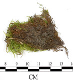 中文名:羽枝青蘚(B00016398)學名:Brachythecium plumosum (Hedw.) B. S. G.(B00016398)