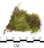 中文名:羽枝青蘚(B00016398)學名:Brachythecium plumosum (Hedw.) B. S. G.(B00016398)