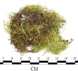 中文名:羽枝青蘚(B00016400)學名:Brachythecium plumosum (Hedw.) B. S. G.(B00016400)