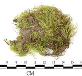 中文名:羽枝青蘚(B00016400)學名:Brachythecium plumosum (Hedw.) B. S. G.(B00016400)