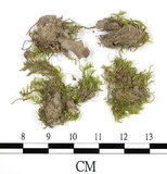 中文名:羽枝青蘚(B00016401)學名:Brachythecium plumosum (Hedw.) B. S. G.(B00016401)