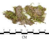 中文名:羽枝青蘚(B00016402)學名:Brachythecium plumosum (Hedw.) B. S. G.(B00016402)