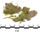 中文名:羽枝青蘚(B00016402)學名:Brachythecium plumosum (Hedw.) B. S. G.(B00016402)