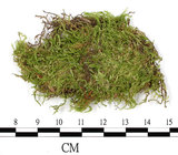 中文名:羽枝青蘚(B00016403)學名:Brachythecium plumosum (Hedw.) B. S. G.(B00016403)