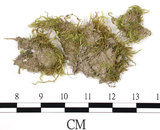 中文名:羽枝青蘚(B00016404)學名:Brachythecium plumosum (Hedw.) B. S. G.(B00016404)