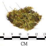 中文名:羽枝青蘚(B00016527)學名:Brachythecium plumosum (Hedw.) B. S. G.(B00016527)