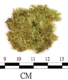 中文名:羽枝青蘚(B00016533)學名:Brachythecium plumosum (Hedw.) B. S. G.(B00016533)