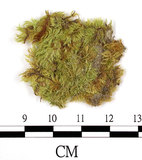 中文名:羽枝青蘚(B00016533)學名:Brachythecium plumosum (Hedw.) B. S. G.(B00016533)