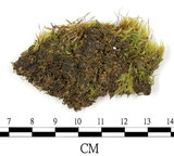 中文名:羽枝青蘚(B00016590)學名:Brachythecium plumosum (Hedw.) B. S. G.(B00016590)