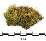 中文名:羽枝青蘚(B00016590)學名:Brachythecium plumosum (Hedw.) B. S. G.(B00016590)