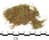 中文名:狹葉絹蘚(B00001930)學名:Entodon angustifolius (Mitt.) Jaeg.(B00001930)