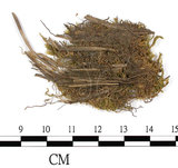 中文名:絹蘚(B00001934)學名:Entodon cladorrhizanus (Hedw.) C. Muell.(B00001934)