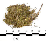 中文名:絹蘚(B00001934)學名:Entodon cladorrhizanus (Hedw.) C. Muell.(B00001934)