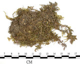 中文名:黃褐絹蘚(B00002553)學名:Entodon flavescens (Hook.) Jaeg.(B00002553)