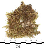中文名:大蒴絹蘚, 短柄絹蘚(B00002841)學名:Entodon macropodus (Hedw.) C. Muell. (B00002841)