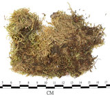中文名:大蒴絹蘚, 短柄絹蘚(B00003995)學名:Entodon macropodus (Hedw.) C. Muell. (B00003995)