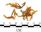 中文名:黃褐絹蘚(B00004652)學名:Entodon flavescens (Hook.) Jaeg.(B00004652)