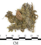 中文名:大蒴絹蘚, 短柄絹蘚(B00004664)學名:Entodon macropodus (Hedw.) C. Muell. (B00004664)