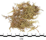 中文名:(B00004667)學名:Entodon sullivantii (C.Muell.) Lindb. var. versicolor (Besch .) Mizushima.(B00004667)