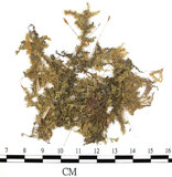 中文名:綠色絹蘚(B00004793)學名:Entodon viridulus Card. (B00004793)