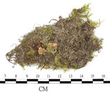中文名:大蒴絹蘚, 短柄絹蘚(B00006302)學名:Entodon macropodus (Hedw.) C. Muell. (B00006302)