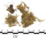 中文名:絹蘚(B00006847)學名:Entodon cladorrhizanus (Hedw.) C. Muell.(B00006847)